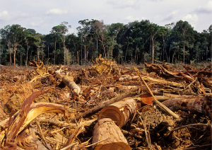  From Deforestation to Gas Flaring, Environmental Harm May Now be Prosecuted as an International Crime by the ICC - What Ghana Needs to Know, and What We Can Do